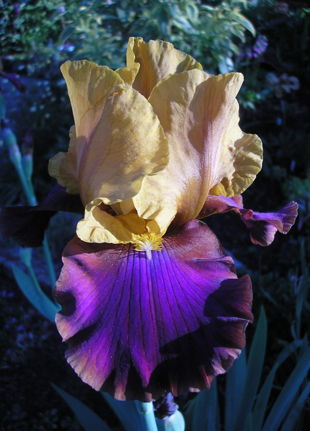 Iris 'Syncopation'
