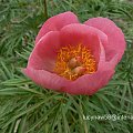 Paeonia anomala