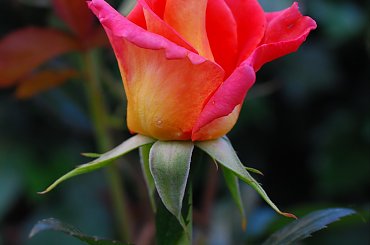 Roza #kwiaty #roze #ogrody