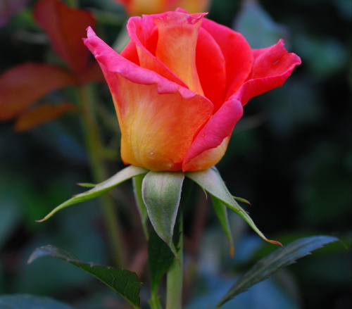 Roza #kwiaty #roze #ogrody