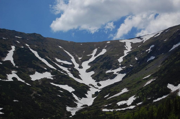 #tatry #góry #zakopane #kwiaty