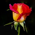 Roza #kwiaty #roze