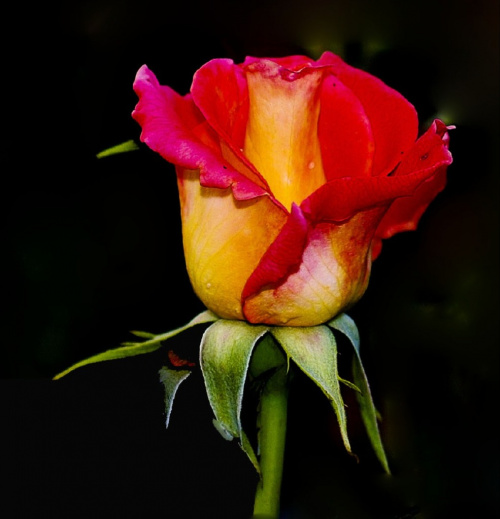 Roza #kwiaty #roze