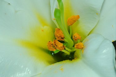 Biala lilia,moje ukochane jak i roze..:) #kwiaty #ogrody #roze