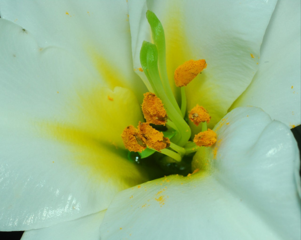 Biala lilia,moje ukochane jak i roze..:) #kwiaty #ogrody #roze