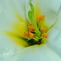Biala lilia,moje ukochane jak i roze..:) #kwiaty #ogrody #roze