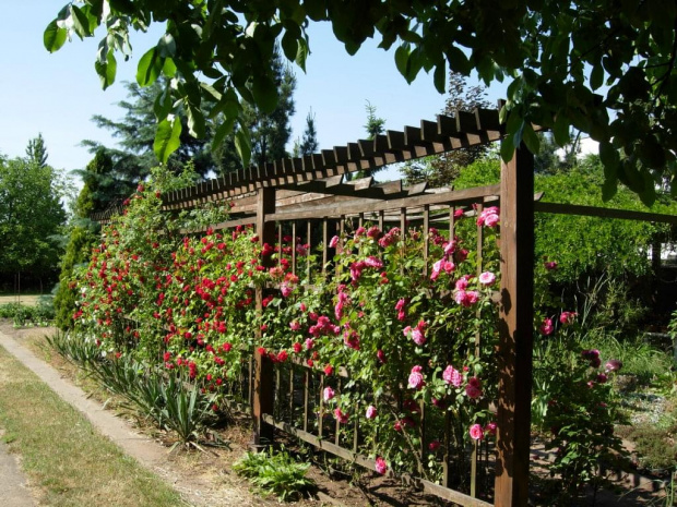 Okwiecona różami pergola oświetlona porannym słońcem.