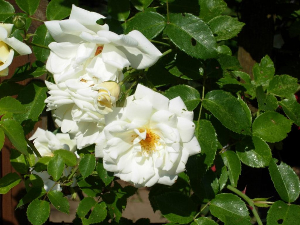 Biała róża pnąca.