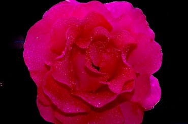 #kwiaty #roze #ogrody