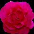 #kwiaty #roze #ogrody