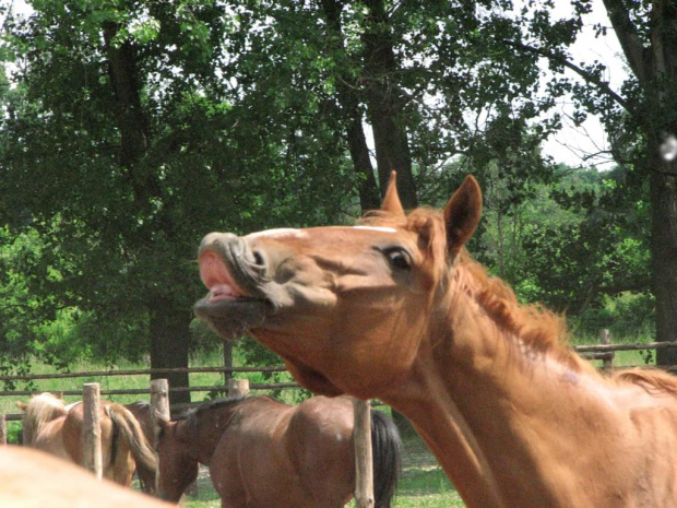 Uśmiech #Konie #Piskorzyna #fundacjaTara