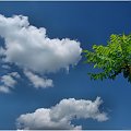 Palma ? Nie bardzo ... zdjęcie wykonałem u siebie przed domem z użyciem C-PL :) #niebo #chmury #lato #wiosna #palma #krzewy #drzewa