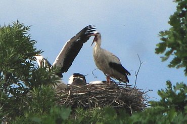 bociankowo 23.06.2007 #Fundacja #Tara #Nieszkowice #Scarlet