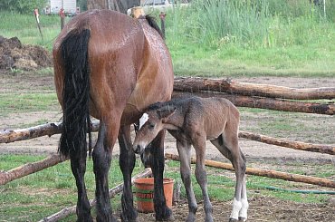 zdjęcia robione przed południem, po wielkiej ulewie :) #Fundacja #Tara #Nieszkowice #Scarlet