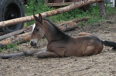 po południu, #Fundacja #Tara #Nieszkowice #Scarlet