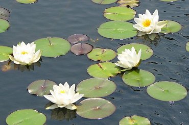 Czyz nie sa piekne? #LilieWodne