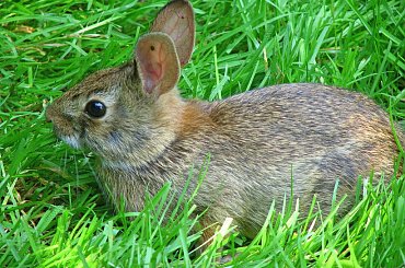 Zajączki, zajączki, zajączki
Skakały przez pola i łączki,
stanęły od lasem i patrzą ... #zajac