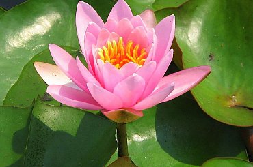 Czyz nie sa piekne? #LilieWodne