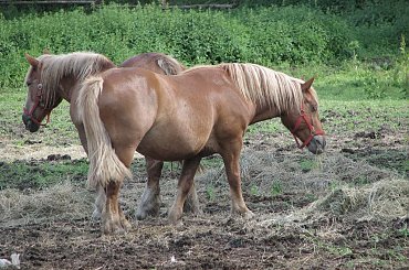 23.06.2007 #Fundacja #Tara #Nieszkowice #Scarlet