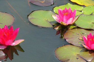 Czyz nie sa piekne? #LilieWodne