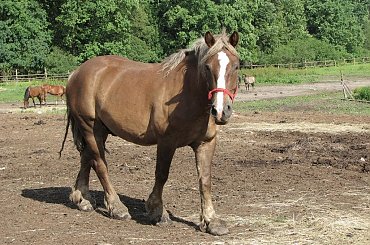 23.06.2007 #Fundacja #Tara #Nieszkowice #Scarlet