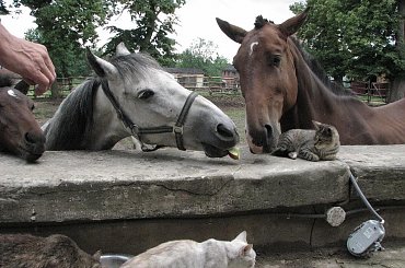 konie i koty #Fundacja #Tara #Nieszkowice #Scarlet