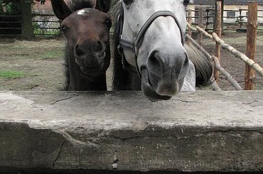 #Fundacja #Tara #Nieszkowice #Scarlet