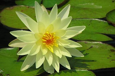 Czyz nie sa piekne? #LilieWodne