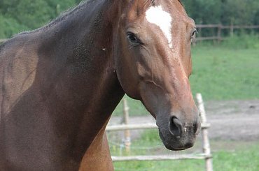 23.06.2007 #Fundacja #Tara #Nieszkowice #Scarlet