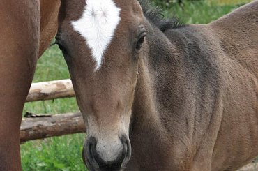 po południu, #Fundacja #Tara #Nieszkowice #Scarlet