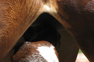 zdjęcia robione przed południem, po wielkiej ulewie :) #Fundacja #Tara #Nieszkowice #Scarlet