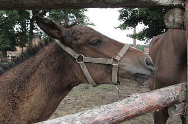 #Fundacja #Tara #Nieszkowice #Scarlet