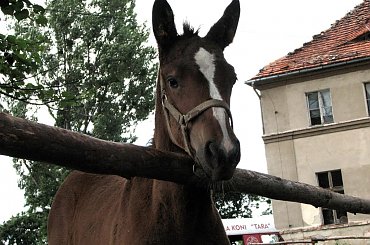 #Fundacja #Tara #Nieszkowice #Scarlet