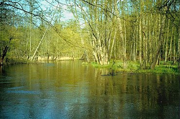 Skan z odbitki. Wiosna, gdzieś w okolicach Drawna (dawno temu, to i zapomniałam) #woda #rzeka #wiosna