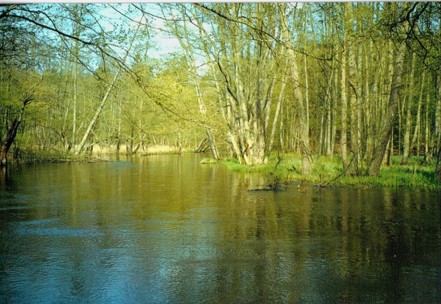 Skan z odbitki. Wiosna, gdzieś w okolicach Drawna (dawno temu, to i zapomniałam) #woda #rzeka #wiosna
