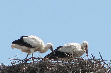 bociankowo 23.06.2007 #Fundacja #Tara #Nieszkowice #Scarlet