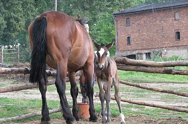 zdjęcia robione przed południem, po wielkiej ulewie :) #Fundacja #Tara #Nieszkowice #Scarlet