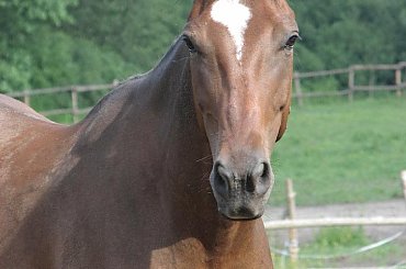 23.06.2007 #Fundacja #Tara #Nieszkowice #Scarlet