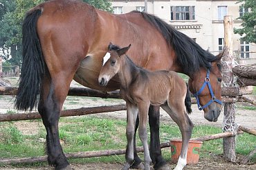 zdjęcia robione przed południem, po wielkiej ulewie :) #Fundacja #Tara #Nieszkowice #Scarlet