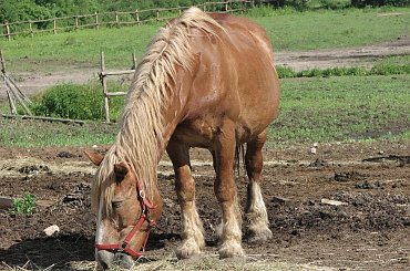23.06.2007 #Fundacja #Tara #Nieszkowice #Scarlet
