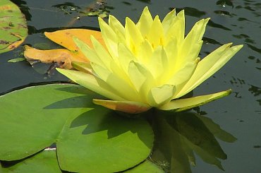 Czyz nie sa piekne? #LilieWodne