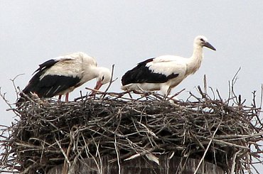 bociankowo 23.06.2007 #Fundacja #Tara #Nieszkowice #Scarlet