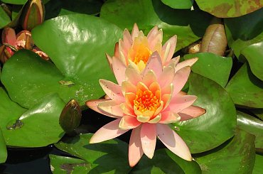 Czyz nie sa piekne? #LilieWodne