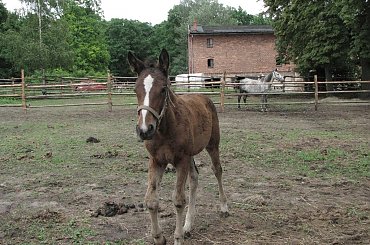 #Fundacja #Tara #Nieszkowice #Scarlet