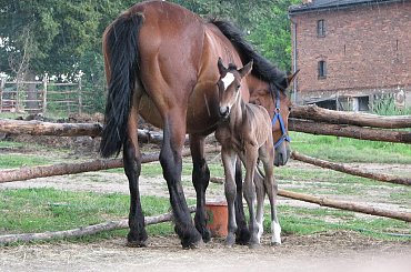 zdjęcia robione przed południem, po wielkiej ulewie :) #Fundacja #Tara #Nieszkowice #Scarlet
