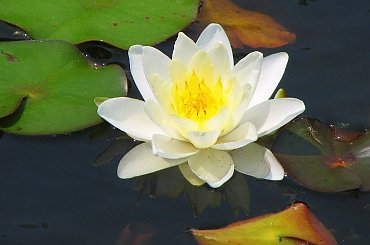 Czyz nie sa piekne? #LilieWodne
