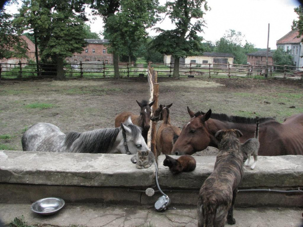 konie i koty #Fundacja #Tara #Nieszkowice #Scarlet