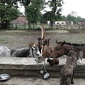konie i koty #Fundacja #Tara #Nieszkowice #Scarlet