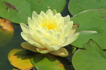 Czyz nie sa piekne? #LilieWodne