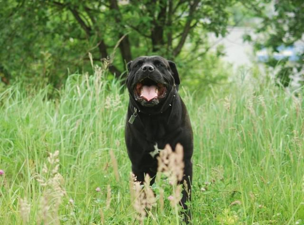 #ClockworkBandog